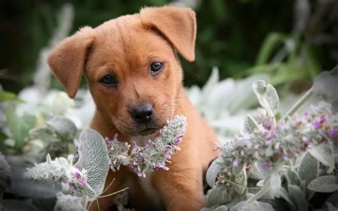 Dog Wallpapers