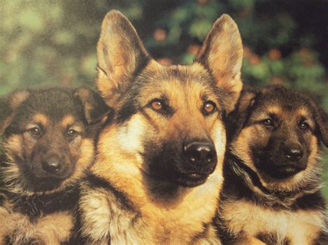 German Shepherd Wallpaper